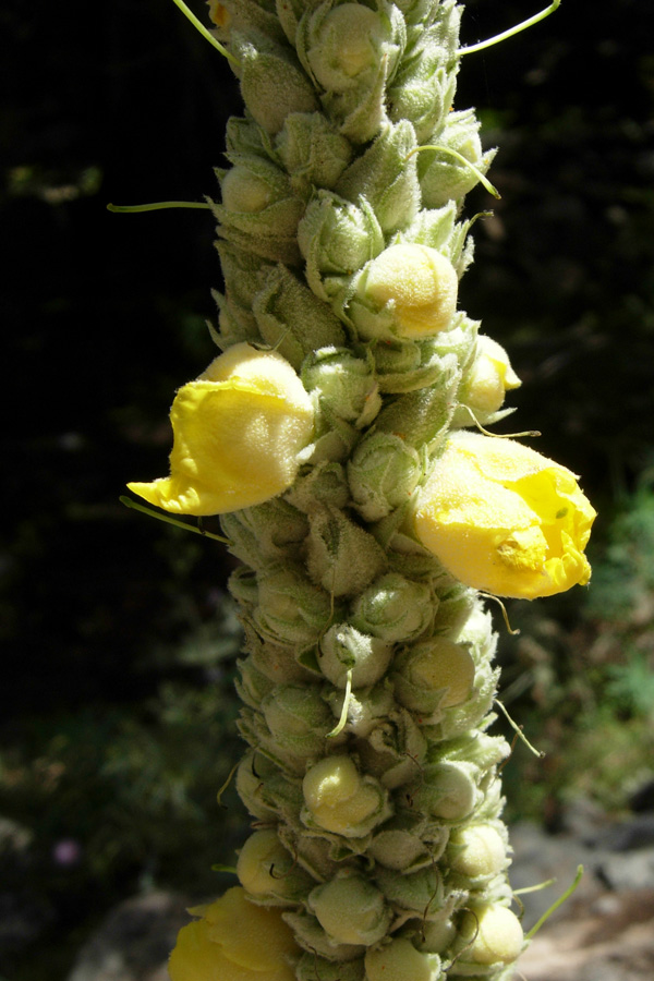 Da Creta: sei fiori senza identit